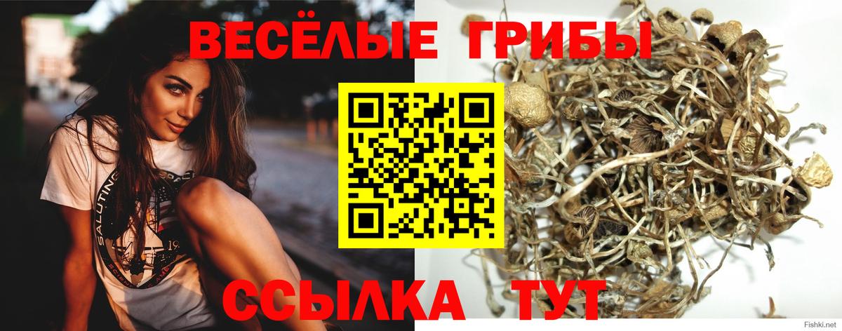 Новоалександровск  Псилоцибиновые грибы GOLDEN TEACHER  Вход с VPN 